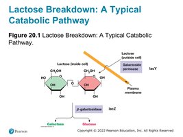 Lactose breakdown pathway showing lacZ and lacY gene products