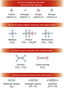 Electron configurations and bonding in biologically important atoms and molecules