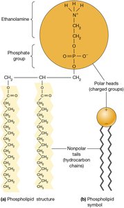 Amphipathic nature of membrane phospholipids