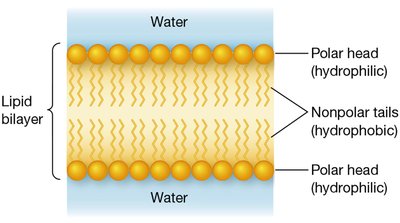 Lipid bilayer structure
