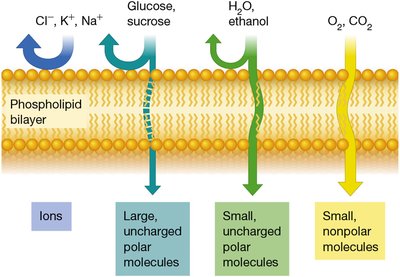 Membrane permeability to various solutes