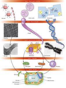 Hierarchical nature of cellular structures