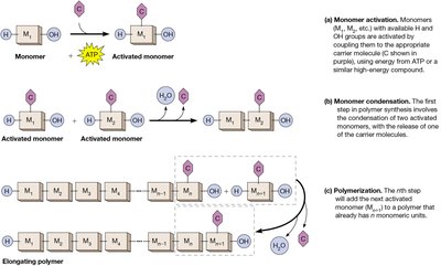 Macromolecule biosynthesis: activation, condensation, polymerization
