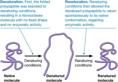 Denaturation and renaturation of a protein