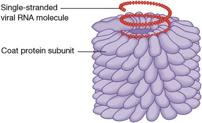 Structure of tobacco mosaic virus (TMV)