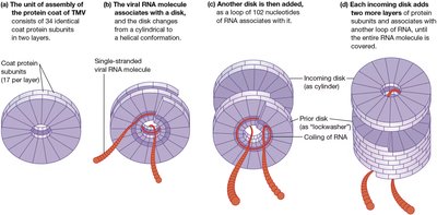 Self-assembly of TMV from protein and RNA components