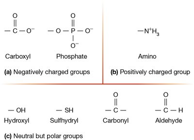 Common functional groups in biological molecules