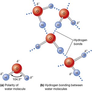 Polarity and hydrogen bonding in water molecules