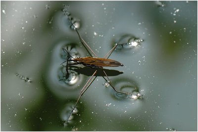 Water strider walking on water due to surface tension