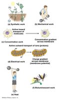 Types of biological work: synthetic, mechanical, concentration, electrical, heat, and bioluminescent work