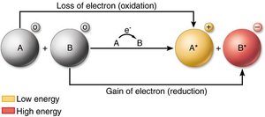 Diagram of oxidation-reduction reactions showing electron transfer and energy changes