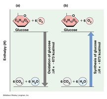 Comparison of enthalpy changes in glucose oxidation and synthesis