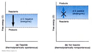 Graphs showing free energy changes for spontaneous and nonspontaneous reactions