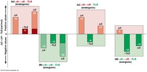 Bar graphs illustrating the relationship between ΔH, TΔS, and ΔG in different scenarios