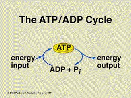 Diagram of the ATP/ADP cycle showing energy input and output