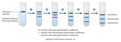 Density gradient centrifugation process