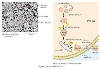 Smooth ER and glycogen granules in liver cell