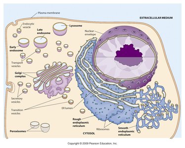 Diagram of the endomembrane system in a eukaryotic cell