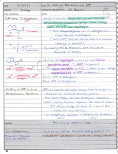 ATP structure and hydrolysis