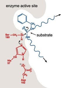 Enzyme active site with substrate