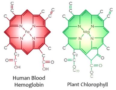 Porphyrin ring structure