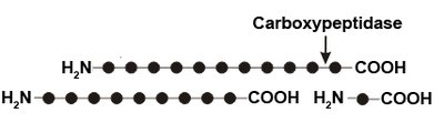 Carboxypeptidase action