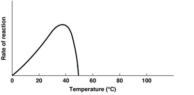 Functional vs denatured protein