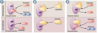 Enzyme repression and activation
