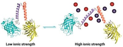 Effect of ionic strength on protein structure