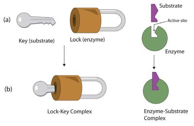 Lock-and-key and induced-fit models