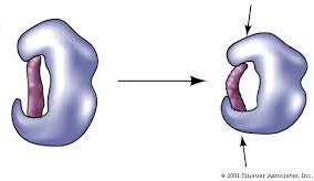 Active site facilitating electron and proton transfer