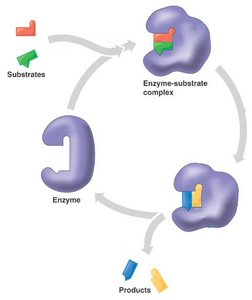Enzyme-substrate complex cycle