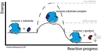 Enzyme substrate complex lowers activation energy