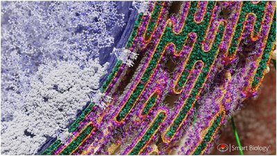 Cross-section of endomembrane system showing ER, Golgi, and ribosomes