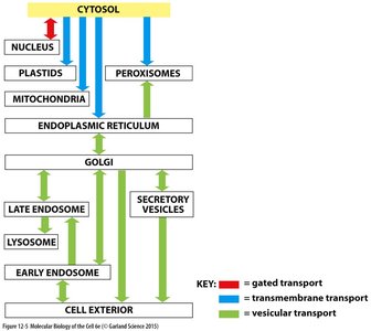 Diagram of trafficking pathways in the endomembrane system