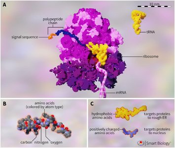 Ribosome with ER signal sequence and translation pathway decision