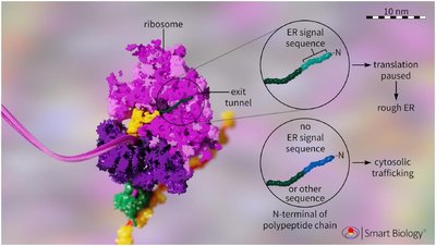 Comparison of free and attached ribosomes