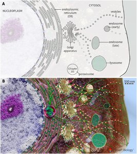 Diagram and molecular rendering of endomembrane system