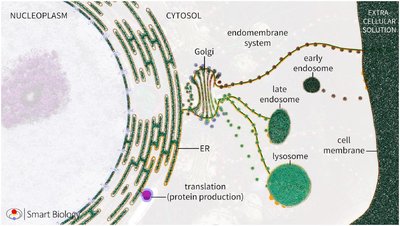 Schematic of endomembrane system trafficking pathway