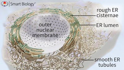 3D rendering of ER structure: rough ER cisternae, smooth ER tubules, and nuclear membrane