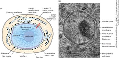 Diagram and EM image of nuclear envelope and ER
