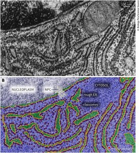 EM and molecular rendering of rough ER and ribosomes