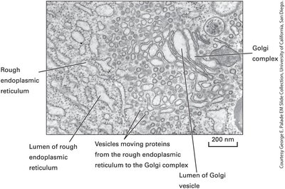EM image of vesicles moving proteins from rough ER to Golgi complex