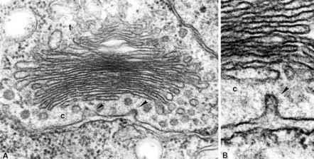 Molecular rendering of Golgi-ER interface and vesicle formation
