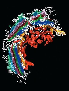 EM image of Golgi complex and vesicles