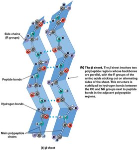 The β sheet structure