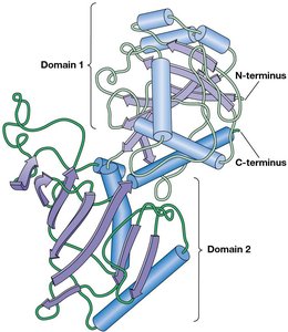 Protein containing two functional domains