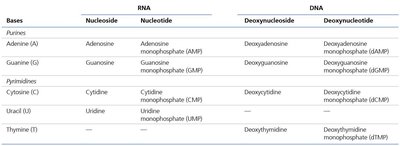 The bases, nucleosides, and nucleotides of RNA and DNA