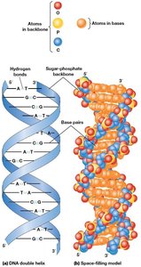 The structure of double-stranded DNA