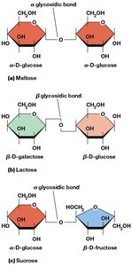 Some common disaccharides